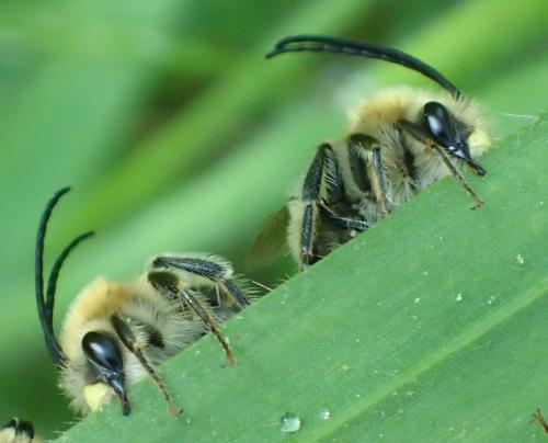 Eucera nigrescens